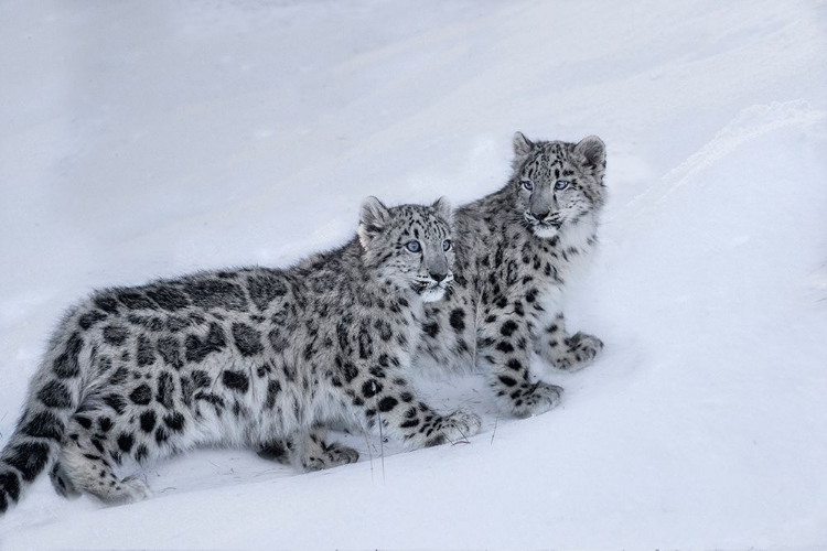 Picture of USA- MONTANA. CAPTIVE SNOW LEOPARDS IN WINTER.