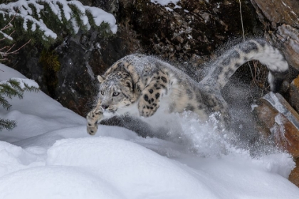 Picture of USA- MONTANA. LEAPING CAPTIVE SNOW LEOPARD IN WINTER.