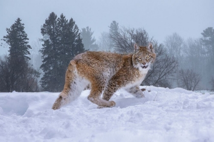 Picture of USA- MONTANA. CAPTIVE BOBCAT IN SNOW.
