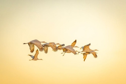 Picture of USA- NEW MEXICO- BOSQUE DEL APACHE NATIONAL WILDLIFE RESERVE. SANDHILL CRANES IN FLIGHT.