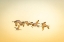 Picture of USA- NEW MEXICO- BOSQUE DEL APACHE NATIONAL WILDLIFE RESERVE. SANDHILL CRANES IN FLIGHT.
