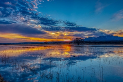 Picture of USA- NEW MEXICO- BOSQUE DEL APACHE NATIONAL WILDLIFE RESERVE. SUNSET REFLECTIONS ON WATER