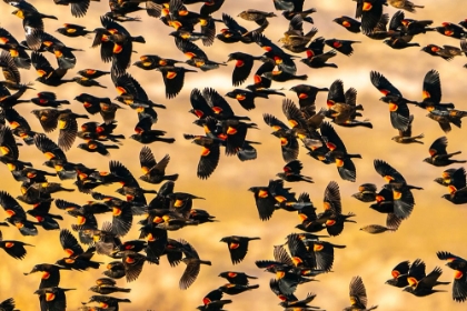 Picture of USA- NEW MEXICO- BOSQUE DEL APACHE NATIONAL WILDLIFE REFUGE. RED-WINGED BLACKBIRD FLOCK FLYING.