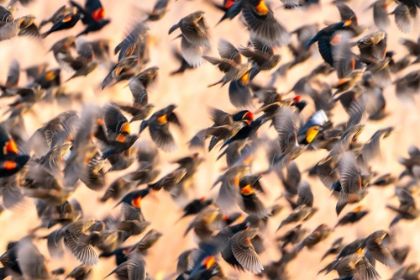 Picture of USA- NEW MEXICO- BOSQUE DEL APACHE NATIONAL WILDLIFE REFUGE. RED-WINGED BLACKBIRD FLOCK FLYING.