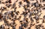 Picture of USA- NEW MEXICO- BOSQUE DEL APACHE NATIONAL WILDLIFE REFUGE. RED-WINGED BLACKBIRD FLOCK FLYING.