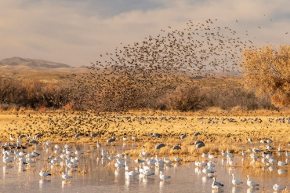 Picture of USA- NEW MEXICO- BOSQUE DEL APACHE NATIONAL WILDLIFE REFUGE. RED-WINGED BLACKBIRD FLOCK