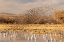Picture of USA- NEW MEXICO- BOSQUE DEL APACHE NATIONAL WILDLIFE REFUGE. RED-WINGED BLACKBIRD FLOCK