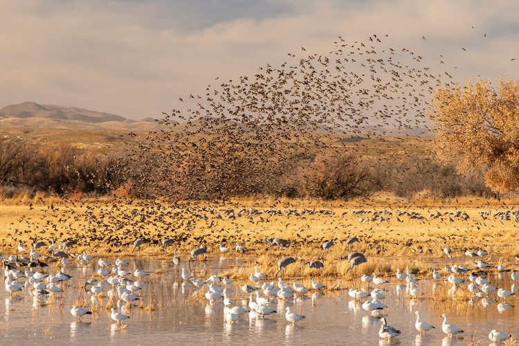 Picture of USA- NEW MEXICO- BOSQUE DEL APACHE NATIONAL WILDLIFE REFUGE. RED-WINGED BLACKBIRD FLOCK