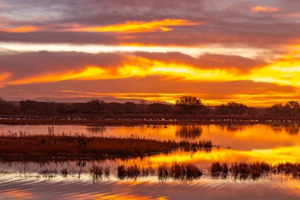 Picture of USA- NEW MEXICO- BOSQUE DEL APACHE NATIONAL WILDLIFE REFUGE. SUNRISE REFLECTIONS ON PONDS.