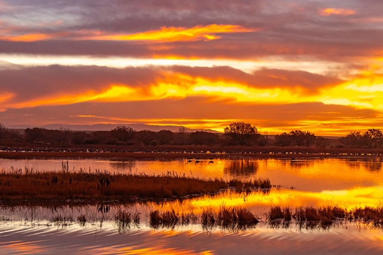 Picture of USA- NEW MEXICO- BOSQUE DEL APACHE NATIONAL WILDLIFE REFUGE. SUNRISE REFLECTIONS ON PONDS.