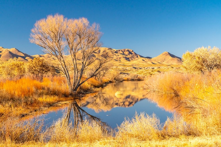 Picture of USA- NEW MEXICO- BOSQUE DEL APACHE NATIONAL WILDLIFE REFUGE. LANDSCAPE WITH POND AND MOUNTAINS.