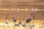 Picture of USA- NEW MEXICO- BOSQUE DEL APACHE NATIONAL WILDLIFE REFUGE. SANDHILL CRANES AND SNOW GEESE