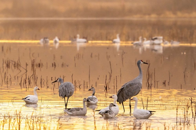 Picture of USA- NEW MEXICO- BOSQUE DEL APACHE NATIONAL WILDLIFE REFUGE. SANDHILL CRANES AND SNOW GEESE