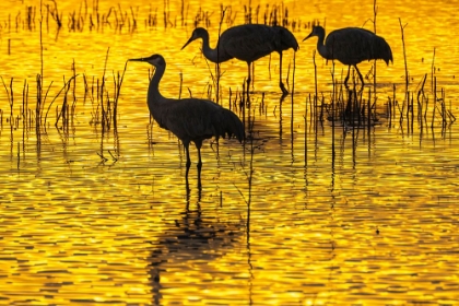 Picture of USA- NEW MEXICO- BOSQUE DEL APACHE NATIONAL WILDLIFE REFUGE. SANDHILL CRANE SILHOUETTES AT SUNSET.