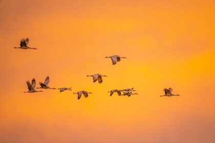 Picture of USA- NEW MEXICO- BOSQUE DEL APACHE NATIONAL WILDLIFE REFUGE. SANDHILL CRANES FLYING AT SUNSET.