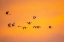 Picture of USA- NEW MEXICO- BOSQUE DEL APACHE NATIONAL WILDLIFE REFUGE. SANDHILL CRANES FLYING AT SUNSET.