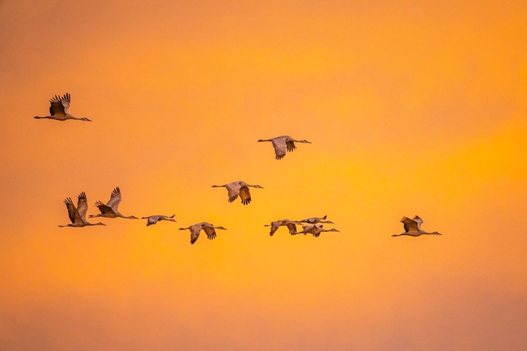 Picture of USA- NEW MEXICO- BOSQUE DEL APACHE NATIONAL WILDLIFE REFUGE. SANDHILL CRANES FLYING AT SUNSET.