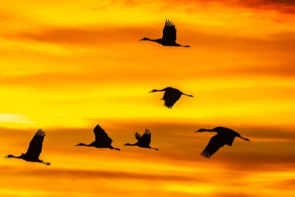 Picture of USA- NEW MEXICO- BOSQUE DEL APACHE NATIONAL WILDLIFE REFUGE. SANDHILL CRANES FLYING AT SUNSET.