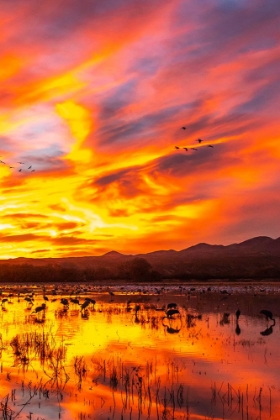 Picture of USA- NEW MEXICO- BOSQUE DEL APACHE NATIONAL WILDLIFE REFUGE. SANDHILL CRANES AND SNOW GEESE