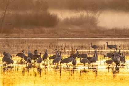 Picture of USA- NEW MEXICO- BOSQUE DEL APACHE NATIONAL WILDLIFE REFUGE. SANDHILL CRANES FEEDING AT SUNSET.
