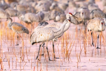 Picture of USA- NEW MEXICO- BOSQUE DEL APACHE NATIONAL WILDLIFE REFUGE. SANDHILL CRANES WALKING ON ICE.