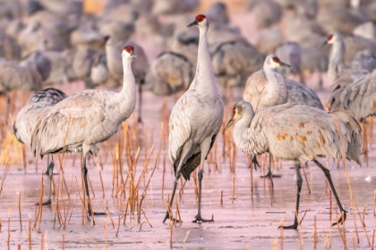 Picture of USA- NEW MEXICO- BOSQUE DEL APACHE NATIONAL WILDLIFE REFUGE. SANDHILL CRANES WALKING ON ICE.