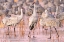 Picture of USA- NEW MEXICO- BOSQUE DEL APACHE NATIONAL WILDLIFE REFUGE. SANDHILL CRANES WALKING ON ICE.