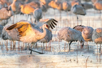 Picture of USA- NEW MEXICO- BOSQUE DEL APACHE NATIONAL WILDLIFE REFUGE. SANDHILL CRANES WALKING ON ICE.