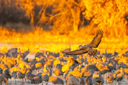 Picture of USA- NEW MEXICO- BOSQUE DEL APACHE NATIONAL WILDLIFE REFUGE. SANDHILL CRANE FLYING OVER FLOCK.