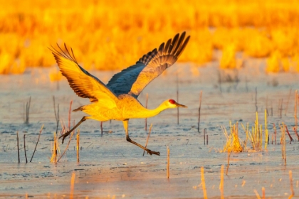 Picture of USA- NEW MEXICO- BOSQUE DEL APACHE NATIONAL WILDLIFE REFUGE. SANDHILL CRANE TAKING FLIGHT ON ICE.