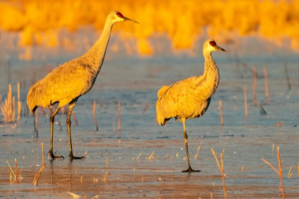 Picture of USA- NEW MEXICO- BOSQUE DEL APACHE NATIONAL WILDLIFE REFUGE. SANDHILL CRANES WALKING ON ICE.