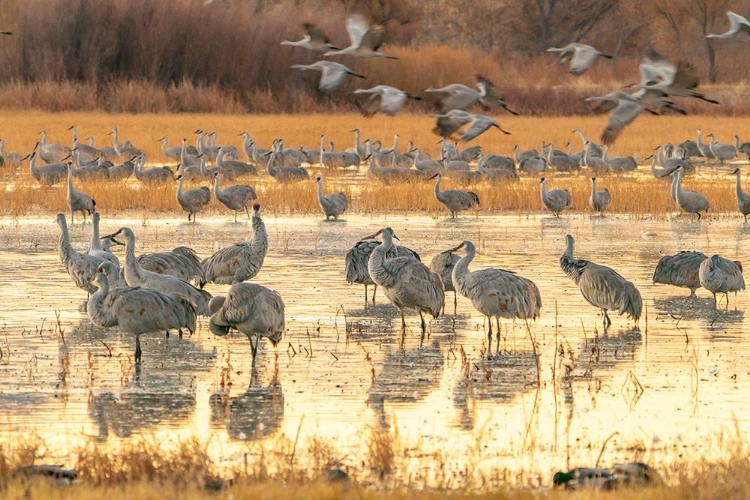 Picture of USA- NEW MEXICO- BOSQUE DEL APACHE NATIONAL WILDLIFE REFUGE. SANDHILL CRANES AT SUNRISE.