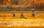 Picture of USA- NEW MEXICO- BOSQUE DEL APACHE NATIONAL WILDLIFE REFUGE. SANDHILL CRANES FLYING AT SUNRISE.