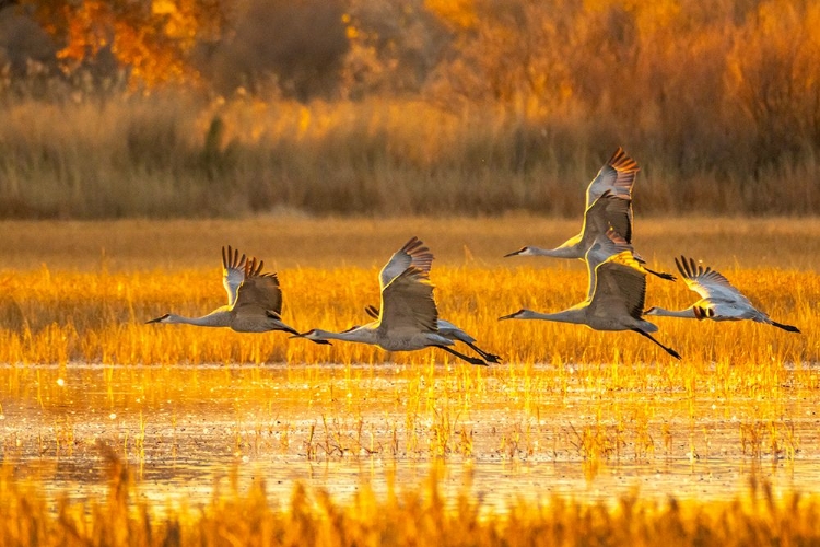 Picture of USA- NEW MEXICO- BOSQUE DEL APACHE NATIONAL WILDLIFE REFUGE. SANDHILL CRANES FLYING AT SUNRISE.