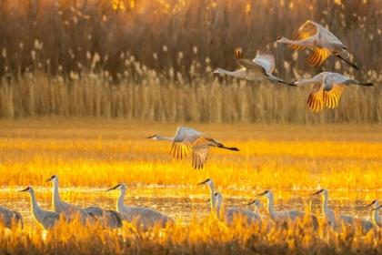 Picture of USA- NEW MEXICO- BOSQUE DEL APACHE NATIONAL WILDLIFE REFUGE. SANDHILL CRANES FLYING AT SUNRISE.