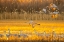 Picture of USA- NEW MEXICO- BOSQUE DEL APACHE NATIONAL WILDLIFE REFUGE. SANDHILL CRANES FLYING AT SUNRISE.