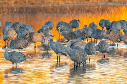 Picture of USA- NEW MEXICO- BOSQUE DEL APACHE NATIONAL WILDLIFE REFUGE. SANDHILL CRANES ROOSTING AT SUNRISE.