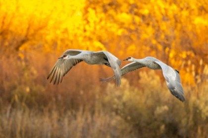 Picture of USA- NEW MEXICO- BOSQUE DEL APACHE NATIONAL WILDLIFE REFUGE. SANDHILL CRANES FLYING.