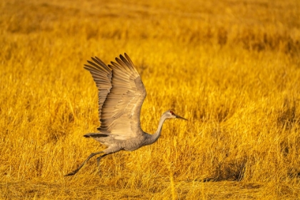 Picture of USA- NEW MEXICO- BOSQUE DEL APACHE NATIONAL WILDLIFE REFUGE. SANDHILL CRANE FLYING.