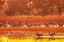 Picture of USA- NEW MEXICO- BOSQUE DEL APACHE NATIONAL WILDLIFE REFUGE. SANDHILL CRANES AT SUNRISE.