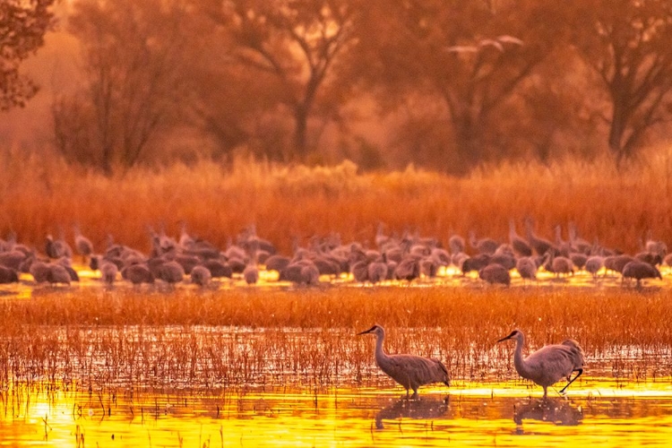 Picture of USA- NEW MEXICO- BOSQUE DEL APACHE NATIONAL WILDLIFE REFUGE. SANDHILL CRANES AT SUNRISE.