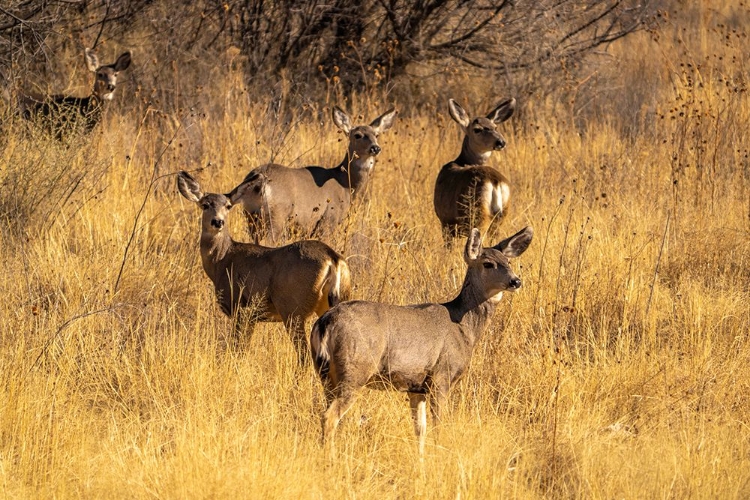 Picture of USA- NEW MEXICO- BOSQUE DEL APACHE NATIONAL WILDLIFE REFUGE. FEMALE MULE DEER IN GRASSY FIELD