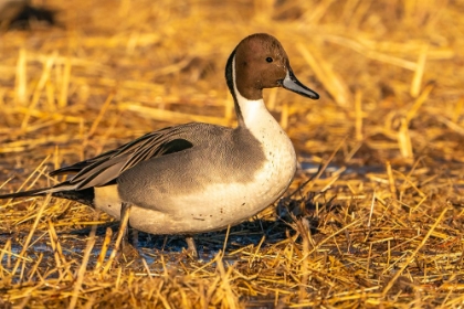 Picture of USA- NEW MEXICO- BOSQUE DEL APACHE NATIONAL WILDLIFE REFUGE. CLOSE-UP OF PINTAIL DUCK DRAKE.