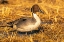 Picture of USA- NEW MEXICO- BOSQUE DEL APACHE NATIONAL WILDLIFE REFUGE. CLOSE-UP OF PINTAIL DUCK DRAKE.