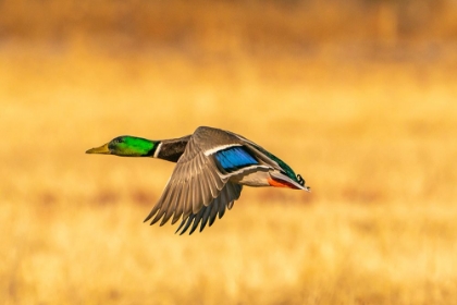 Picture of USA- NEW MEXICO- BOSQUE DEL APACHE NATIONAL WILDLIFE REFUGE. MALLARD DRAKE DUCK FLYING