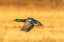 Picture of USA- NEW MEXICO- BOSQUE DEL APACHE NATIONAL WILDLIFE REFUGE. MALLARD DRAKE DUCK FLYING