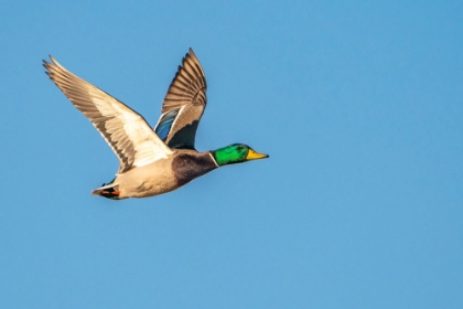 Picture of USA- NEW MEXICO- BOSQUE DEL APACHE NATIONAL WILDLIFE REFUGE. MALLARD DRAKE DUCK FLYING