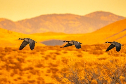 Picture of USA- NEW MEXICO- BOSQUE DEL APACHE NATIONAL WILDLIFE REFUGE. CANADA GEESE FLYING AT SUNRISE.