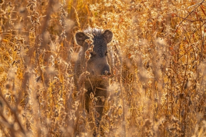 Picture of USA- NEW MEXICO- BOSQUE DEL APACHE NATIONAL WILDLIFE REFUGE. JAVELINA IN BRUSH.