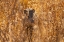 Picture of USA- NEW MEXICO- BOSQUE DEL APACHE NATIONAL WILDLIFE REFUGE. JAVELINA IN BRUSH.